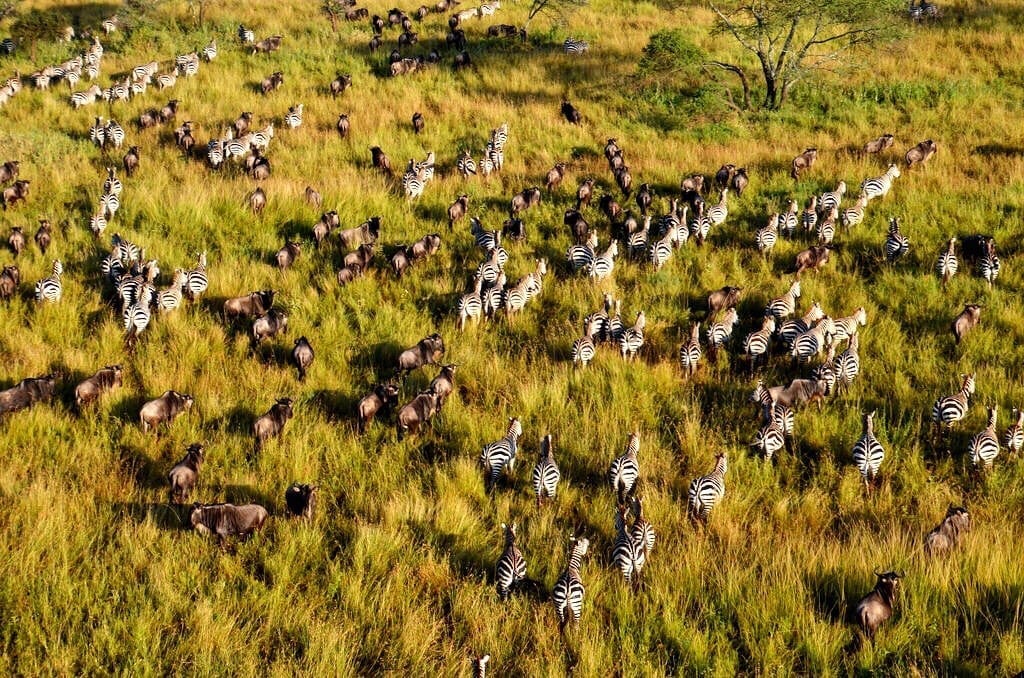 Great Migration Serengeti Tanzania