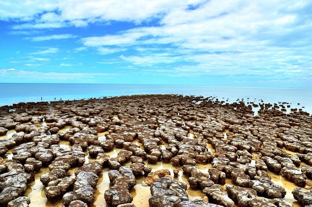 photo Stromatolite
