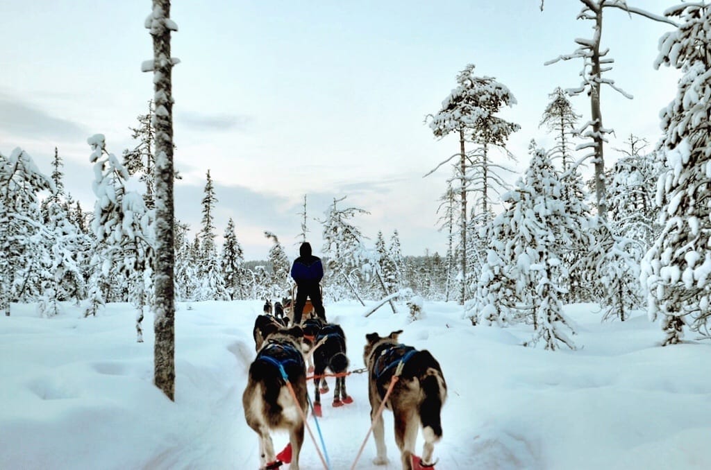 Dog Sled Finland Lapland
