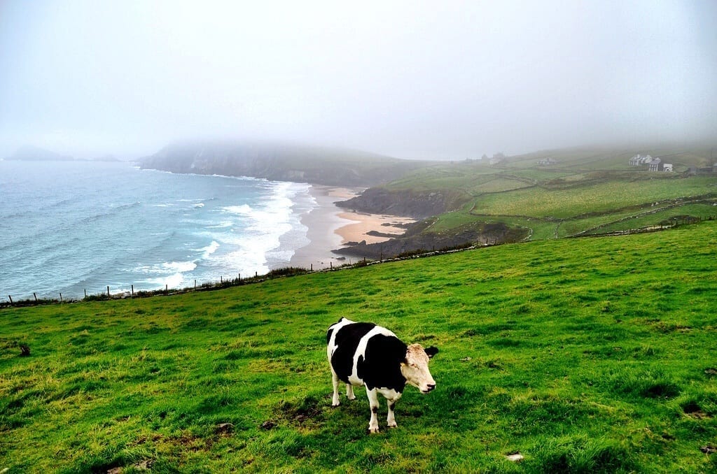 Ireland Cow